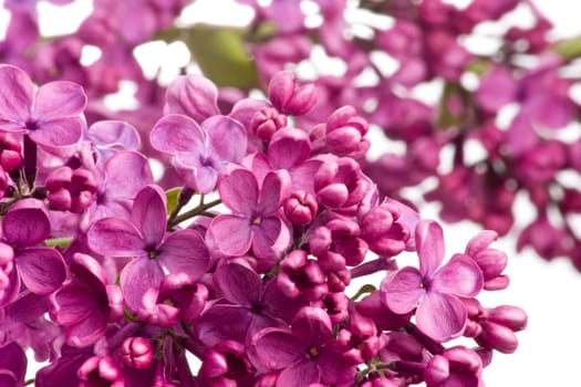 Lilac Blossoms wd700