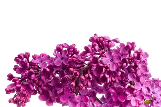 Lilac Blossoms wd702
