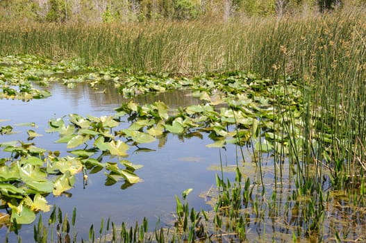 Lily Pads Floating in Florida Wetland