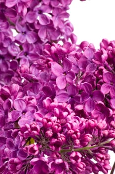 Lilac Blossoms wd703