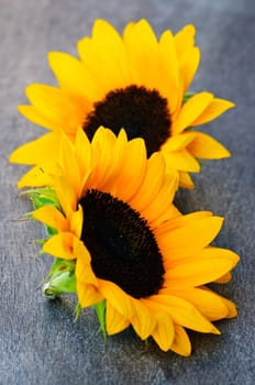 Sunflower blossoms