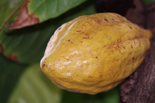Cacao
