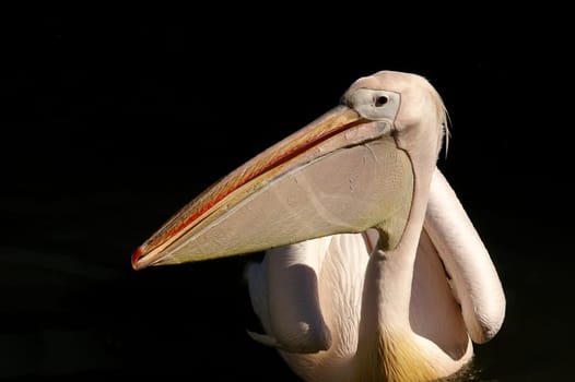 Eastern white pelican