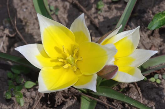 Wild tulip,Tulipa sylvestris