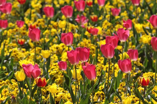 tulips,tulip field,pansies
