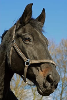 Horse portrait