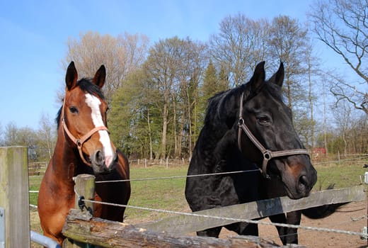 Two horses in a paddock