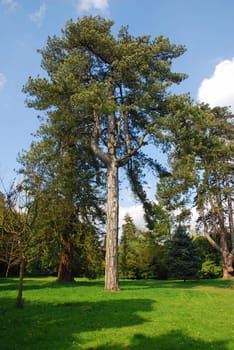 Conifer
