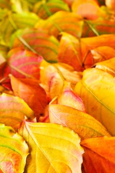 Autumn leaves background