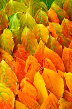 Autumn leaves background