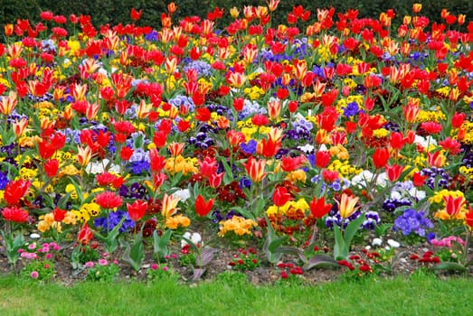 Sea of Flowers