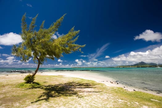 Tree on the beach
