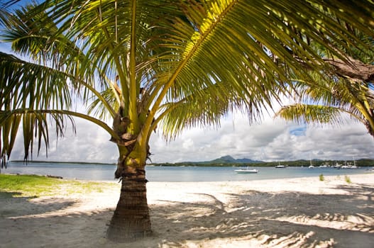 Palm garden on the beach