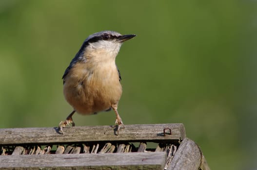 Birds,nuthatches,Sitta europaea