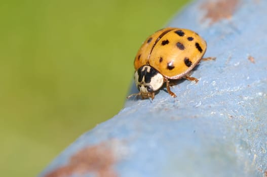 Ladybird