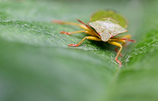 Green stink bug [Palomena]