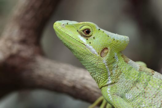 Crown basilisk