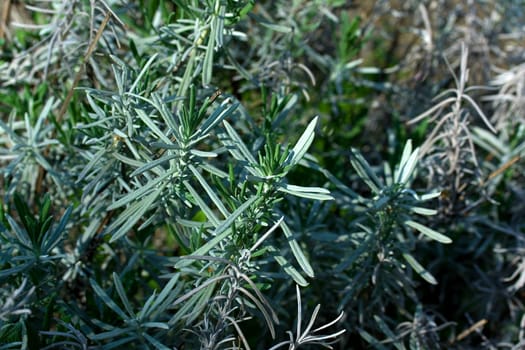 rosemary
