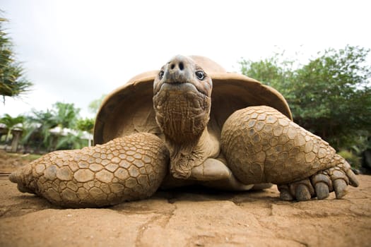 Turtle
