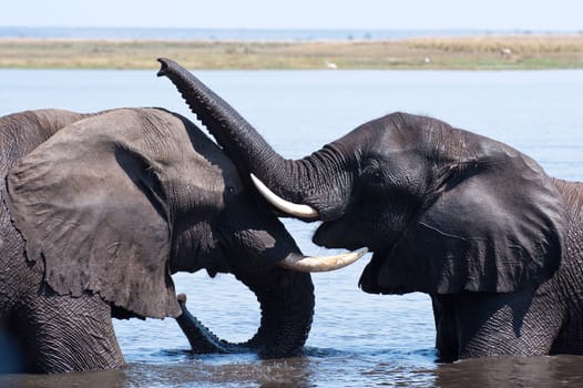 Elephants cuddling