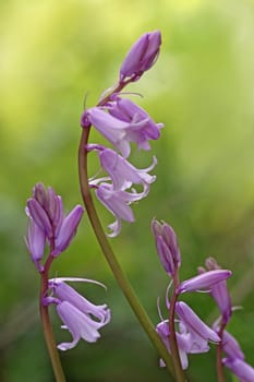 Atlantic bluebell (Hyacinthoides non-scripta). It is specially protected under the German Federal Species Protection Ordinance. In England,"bluebells"" dye the forest floor blue in spring in mass populations."