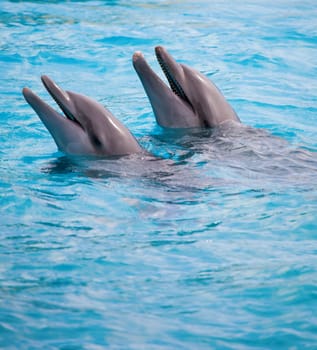 Dolphins
