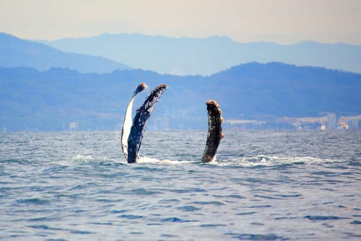 Sea monster