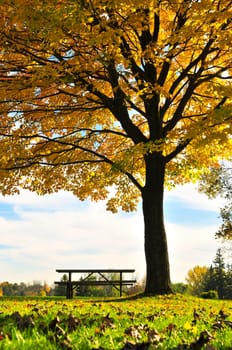 Autumn trees