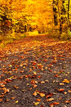 Autumn path