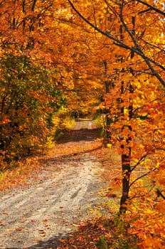 Fall forest