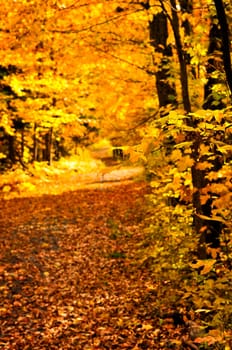 Autumn path