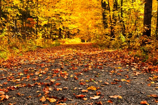 Autumn path