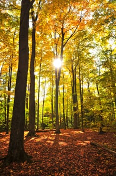Fall forest