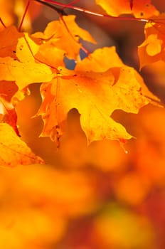 Fall maple leaves