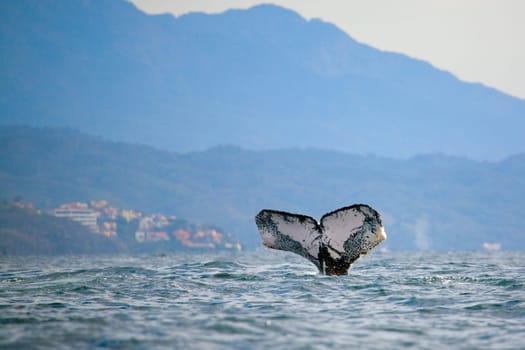 Whale watching
