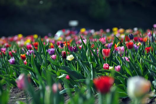 Tulip field