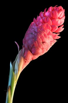 Red ginger flower