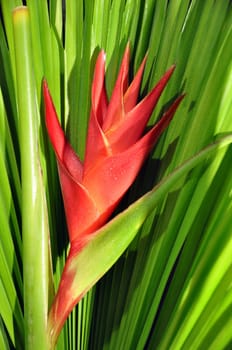 Heliconia Caribea