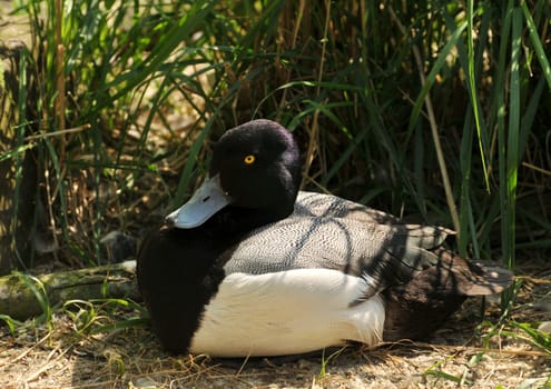 Tufted duck breeds