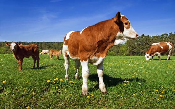 Young calf