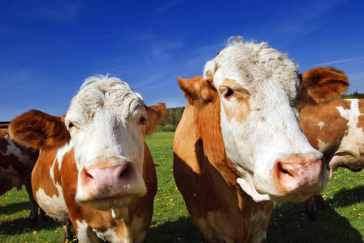 Cow Panorama 2