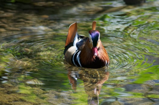Mandarin duck