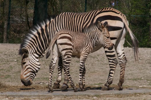 Zebra Child