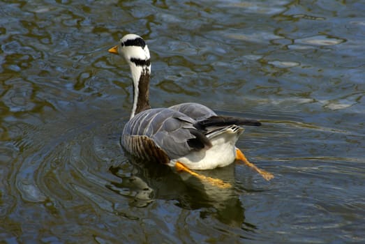 Striped Goose