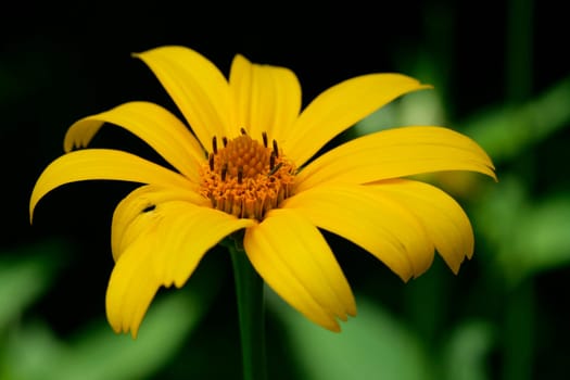Yellow Flower