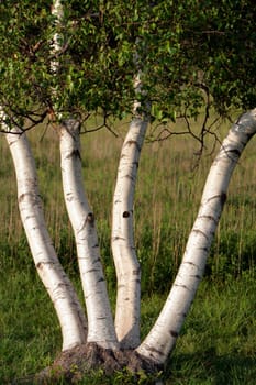 A Four Path Tree