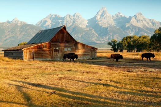 Barn And Grand Teton National Park