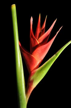 Heliconia Caribea