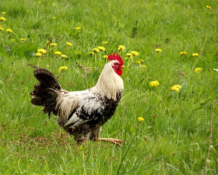 Rooster in the dandelion field