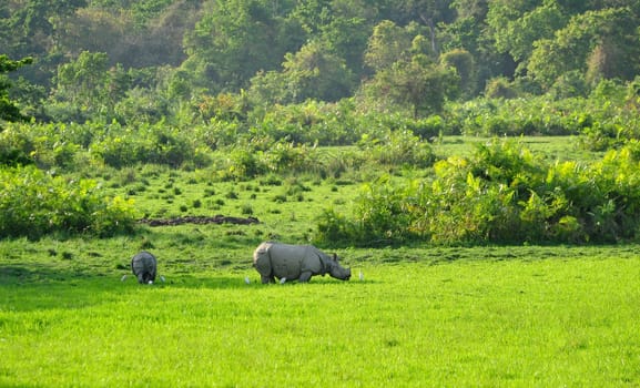 Rhino Encounter in Assam